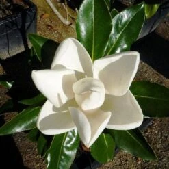 Magnolia Little Gem -GARDEN Shop 0 2