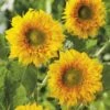 Sunflower Double Delight - Seed 6 Sunflower Double Delight - Seed -GARDEN Shop 121775 sunflower double delight 2