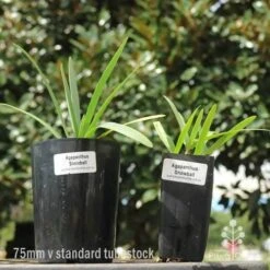 Agapanthus Snowball - 75mm BIGGER Size -GARDEN Shop 75mm v 42mm pots