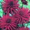 Dahlia Mrs Rees - 1 Bulb -GARDEN Shop 8885 2