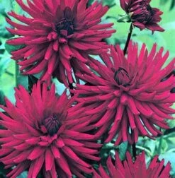 Dahlia Mrs Rees - 1 Bulb