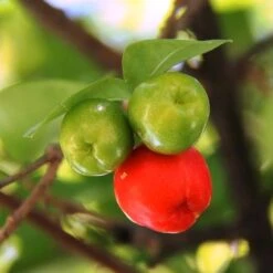 Malpighia Pixie - Acerola -GARDEN Shop acerola fruits 1