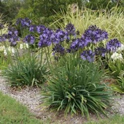 Agapanthus Buccaneer -GARDEN Shop agapanthus buccaneer 1