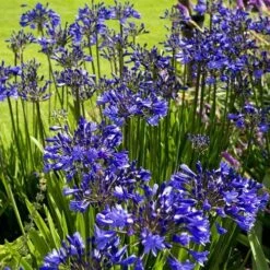 Agapanthus Purple Cloud -GARDEN Shop agapanthus hyperblue planting