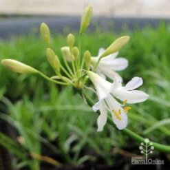 Agapanthus Silver Baby -GARDEN Shop agapanthus silver baby flowering