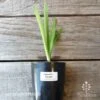Agapanthus Snowball - 75mm BIGGER Size -GARDEN Shop agapanthus snowball 75mm 2