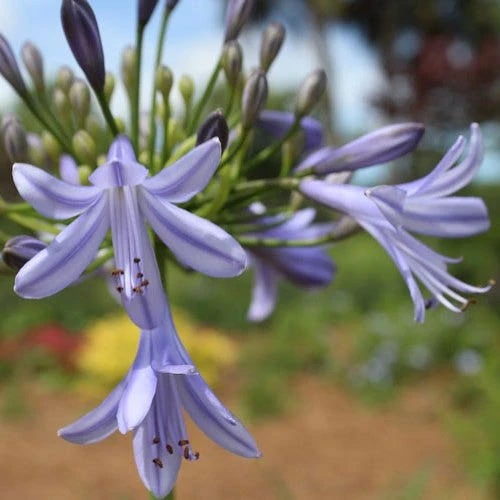 Agapanthus Streamline 8 Agapanthus Streamline - Image 8
