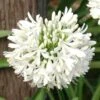 Agapanthus Snowball -GARDEN Shop agapanthus snowball 1