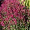 Agastache Heather Queen - Seed -GARDEN Shop agastache 500 4