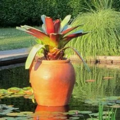 Alcantarea Imperialis Rubra - Bromeliad 16 Alcantarea Imperialis Rubra - Bromeliad -GARDEN Shop alcantarea imperialis rubra flickr cultivar413