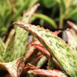Aloe Pink Blush - Succulent -GARDEN Shop aloe pink blush leaf closeup