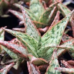 Aloe Pink Blush - Succulent -GARDEN Shop aloe pink blush tubes