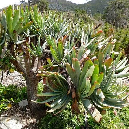 Aloe Plicatilis - Fan Aloe - Succulent 8 Aloe Plicatilis - Fan Aloe - Succulent - Image 8