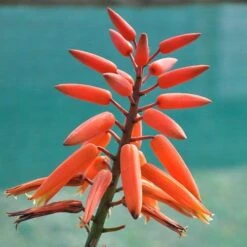 Aloe Plicatilis - Fan Aloe - Succulent 13 Aloe Plicatilis - Fan Aloe - Succulent -GARDEN Shop aloe plicatilis flickr jean michel moullec