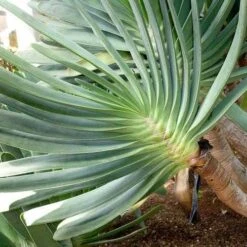 Aloe Plicatilis - Fan Aloe - Succulent 14 Aloe Plicatilis - Fan Aloe - Succulent -GARDEN Shop aloe plicatilis flickr jesus cabrera 1