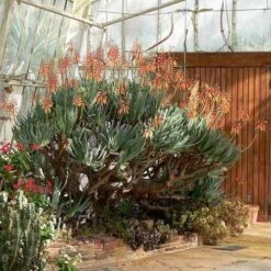 Aloe Plicatilis - Fan Aloe - Succulent 15 Aloe Plicatilis - Fan Aloe - Succulent -GARDEN Shop aloe plicatilis flickr laurent houmeau