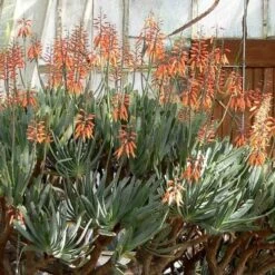 Aloe Plicatilis - Fan Aloe - Succulent 18 Aloe Plicatilis - Fan Aloe - Succulent -GARDEN Shop aloe plicatilis flickr laurent houmeau hr