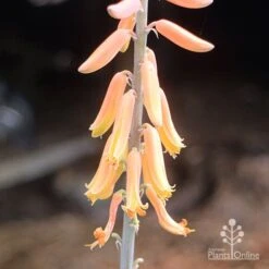 Aloe Vera - Succulent -GARDEN Shop aloe vera flowers nursery