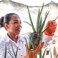 Aloe Vera - Succulent -GARDEN Shop aloe growing