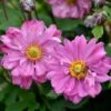 Anemone Fall In Love Sweetly- Japanese Anemone 13 Anemone Fall In Love Sweetly- Japanese Anemone -GARDEN Shop anemone fall in love sweetly flowers