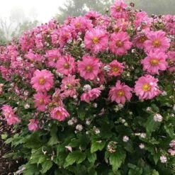 Anemone Fall In Love Sweetly- Japanese Anemone -GARDEN Shop anemone fall in sweetly plant