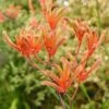 Anigozanthos Orange Cross - Kangaroo Paw -GARDEN Shop anigozanthos orange cross