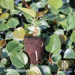 Anthurium White Winner -GARDEN Shop anthurium plug 7