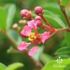 Malpighia Pixie - Acerola -GARDEN Shop apo acerola flower