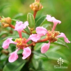 Malpighia Pixie - Acerola -GARDEN Shop apo acerola flowers