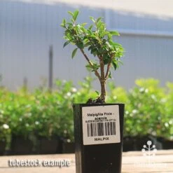 Malpighia Pixie - Acerola -GARDEN Shop apo acerola malpighia tubestock