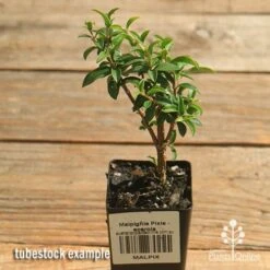 Malpighia Pixie - Acerola -GARDEN Shop apo acerola malpighia tubestock top