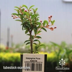 Malpighia Pixie - Acerola -GARDEN Shop apo acerola tubestock