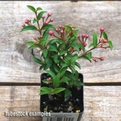 Malpighia Pixie - Acerola -GARDEN Shop apo acerola tubestock top