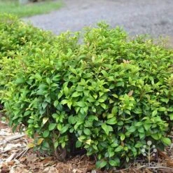 Acmena Allyn Magic 17 Acmena Allyn Magic -GARDEN Shop apo acmena allyn magic green phase