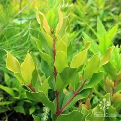 Acmena Hemilampra - Blush Satinash -GARDEN Shop apo acmena hemilampra growing