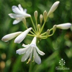 Agapanthus Silver Baby -GARDEN Shop apo agapanthus silver baby flower