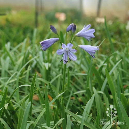 Agapanthus Streamline 4 Agapanthus Streamline - Image 4