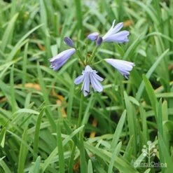Agapanthus Streamline 26 Agapanthus Streamline -GARDEN Shop apo agapanthus streamline plants