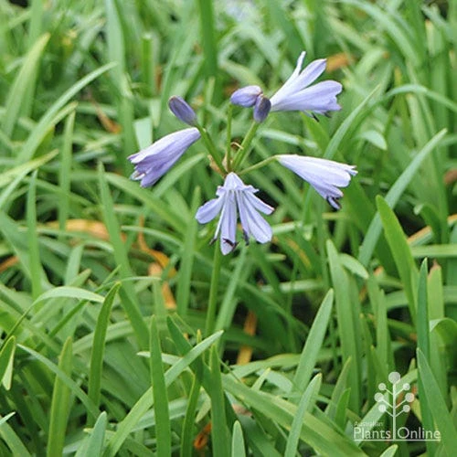Agapanthus Streamline 12 Agapanthus Streamline - Image 12