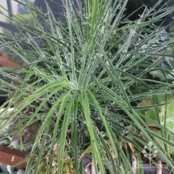 Agave Geminiflora - Succulent -GARDEN Shop apo agave in barrow 1