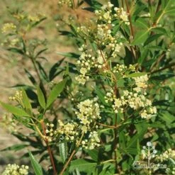 Ceratopetalum Alberys Red - Christmas Bush -GARDEN Shop apo alberys red ceratopetalum flowering sept