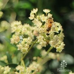 Ceratopetalum Alberys Red - Christmas Bush -GARDEN Shop apo alberys red christmas bush bee