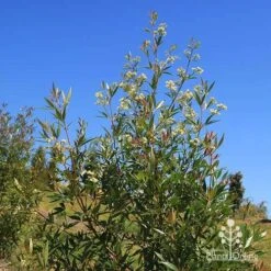 Ceratopetalum Alberys Red - Christmas Bush -GARDEN Shop apo alberys red flowering sept