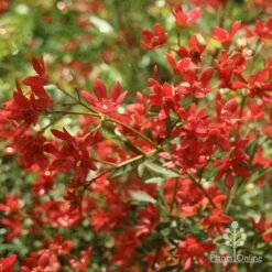 Ceratopetalum Alberys Red - Christmas Bush -GARDEN Shop apo alberys red flowers november