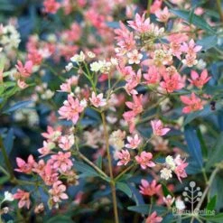 Ceratopetalum Alberys Red - Christmas Bush -GARDEN Shop apo alberys red pre flowering