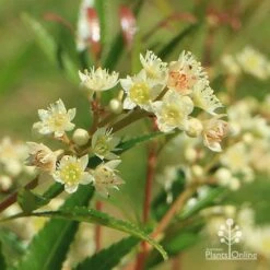 Ceratopetalum Alberys Red - Christmas Bush -GARDEN Shop apo alberys red true flowers sept