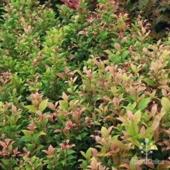 Acmena Allyn Magic 13 Acmena Allyn Magic -GARDEN Shop apo allyn magic green pink phase