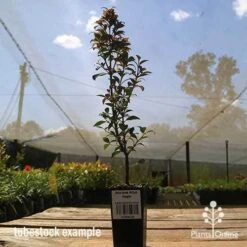 Acmena Allyn Magic 19 Acmena Allyn Magic -GARDEN Shop apo allyn magic tubestoc kside