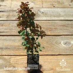 Acmena Allyn Magic 12 Acmena Allyn Magic -GARDEN Shop apo allyn magic tubestock