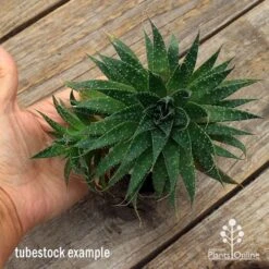 Aloe Aristata - Lace Aloe - Succulent -GARDEN Shop apo aloe aristata supersize